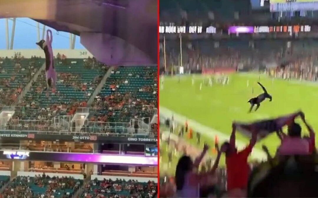 Navijači u Americi uz pomoć zastave uhvatili mačku koja je pala s krova stadiona (VIDEO)